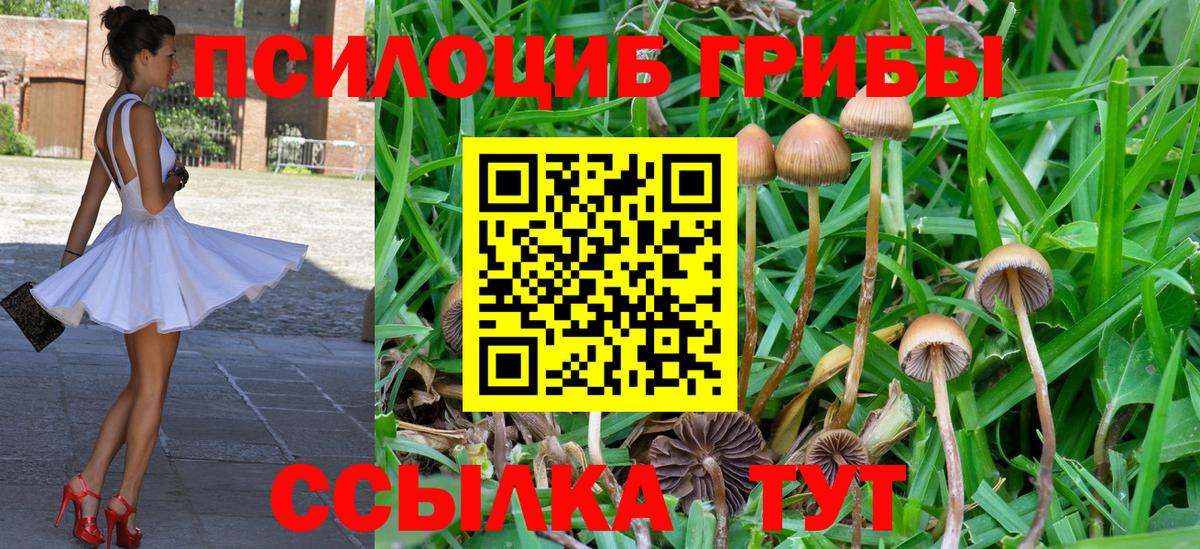 Галлюциногенные грибы прущие грибы  Вход с VPN  Гатчина 